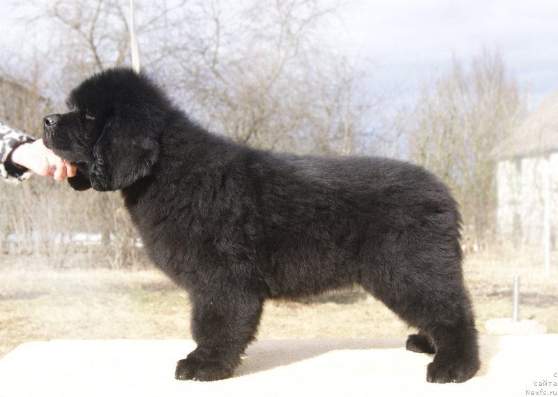 Фотография № 203246