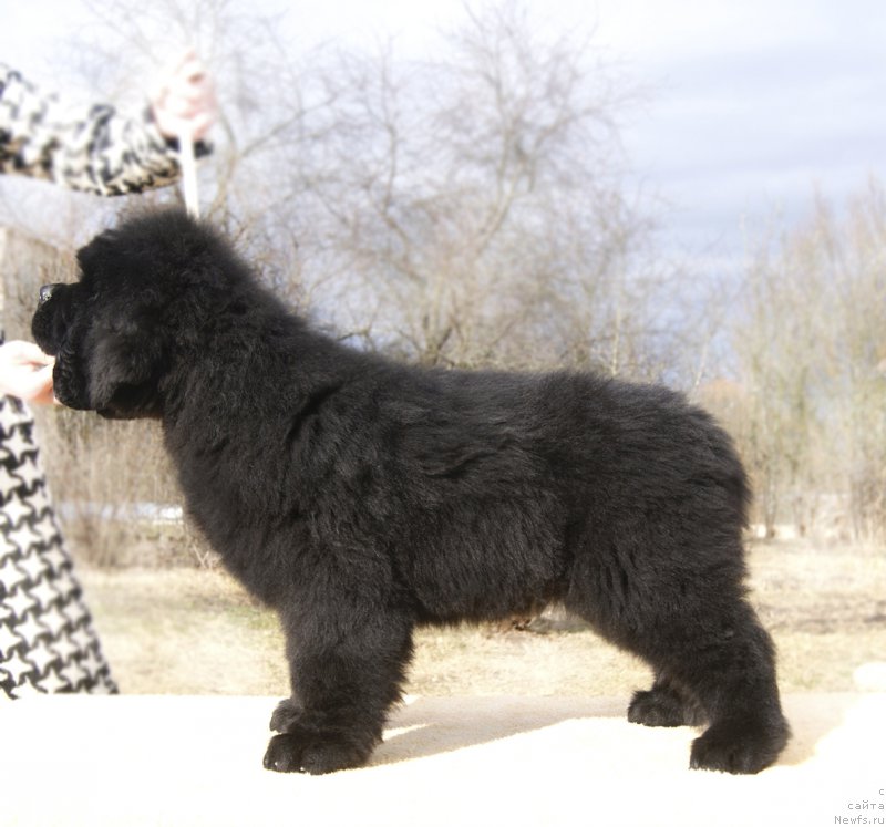 Фотография № 203247