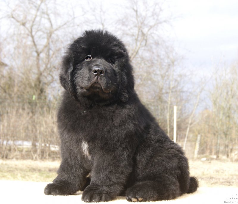 Фотография № 203248