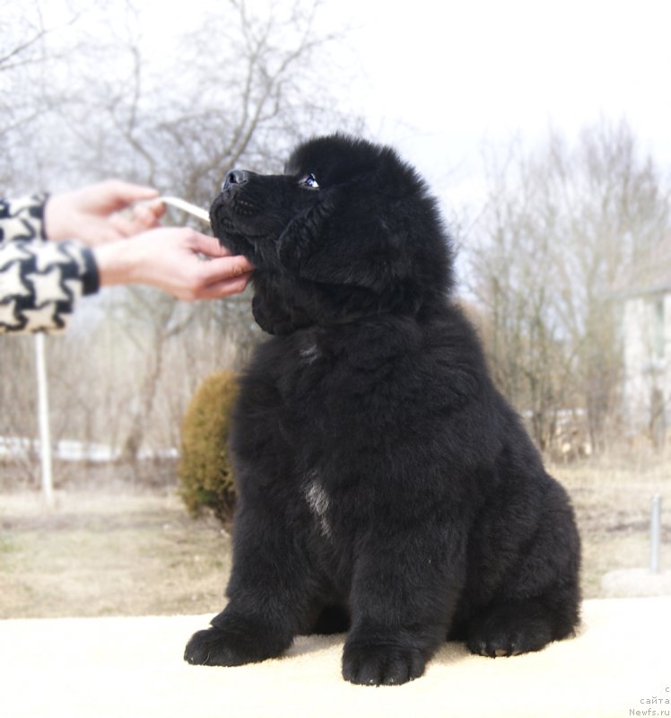 Фотография № 203249