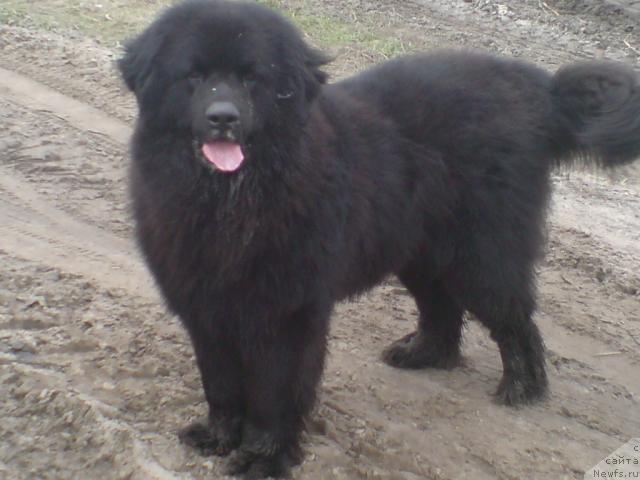 Фото: ньюфаундленд Ol'bar de Zor Irbis (Ольбар де Зор Ирбис)