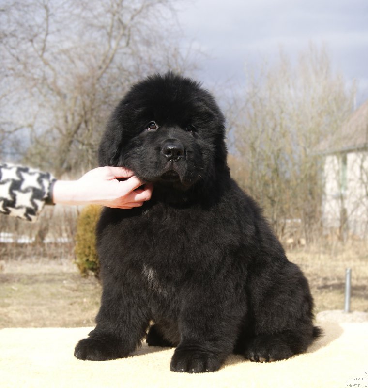 Фотография № 203250