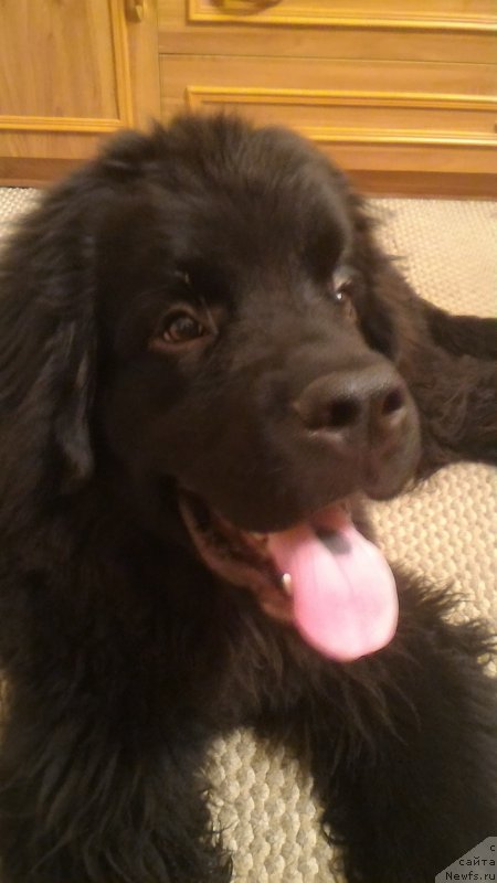 Фото: ньюфаундленд Belkonder-Club Burgundy Ice (Белкондер-Клаб Бургунди Айс)