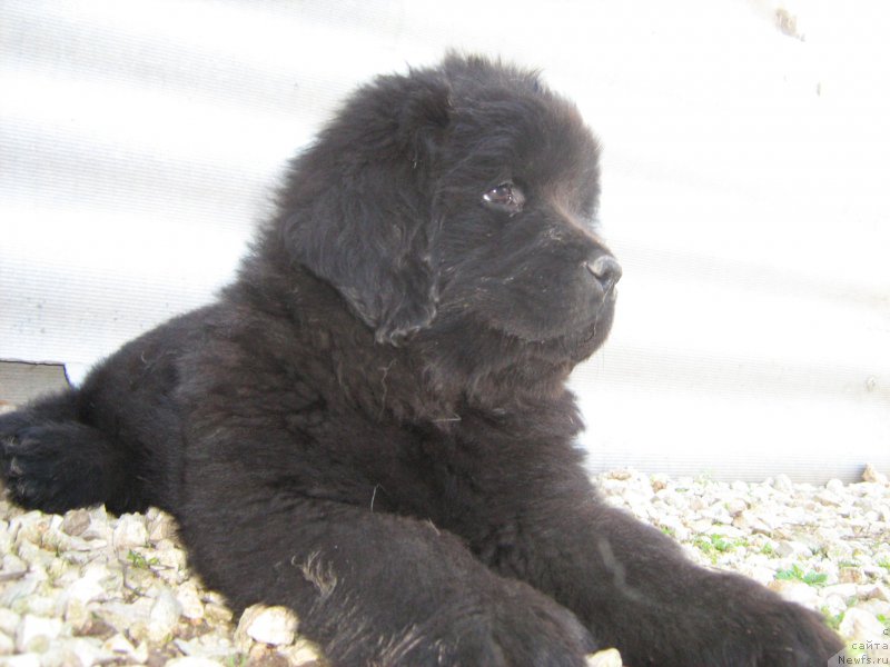 Фото: ньюфаундленд Zimniy Dar s Berega Dona (Зимний Дар с Берега Дона)