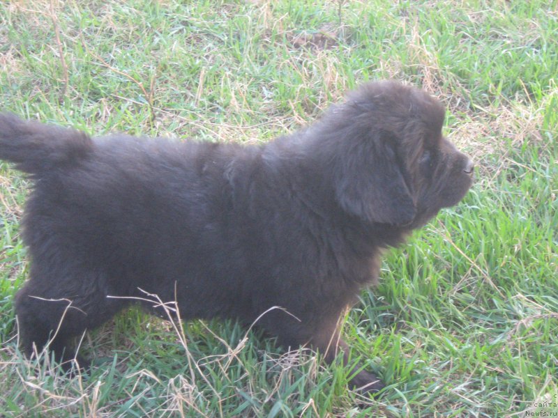 Фотография № 203269