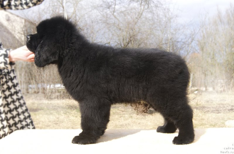 Фотография № 203278