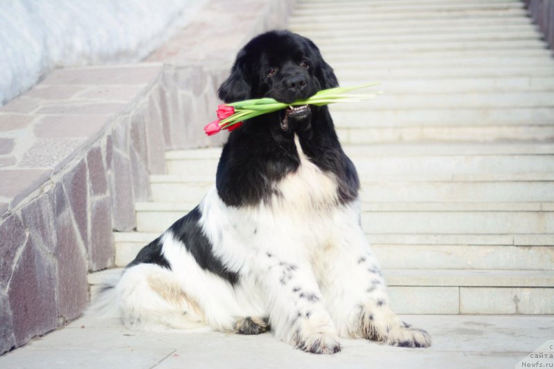 Фото: ньюфаундленд Plushevaya Panda Ferrero Rond Noir (Плюшевая Панда Ферреро Ронд Нуар)