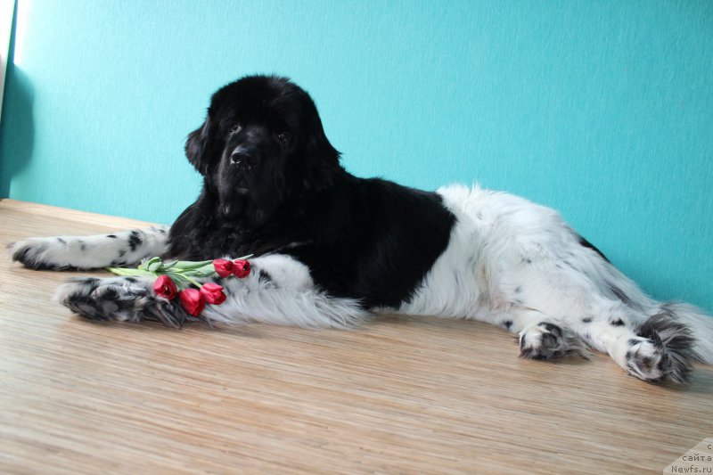 Фото: ньюфаундленд Plushevaya Panda Ferrero Rond Noir (Плюшевая Панда Ферреро Ронд Нуар)