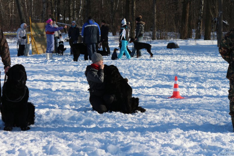 Фото: Larisa Kutina (Лариса Кутина), ньюфаундленд Belkonder-Club Ugli-Boogli (Белкондер-Клаб Угли-Бугли)