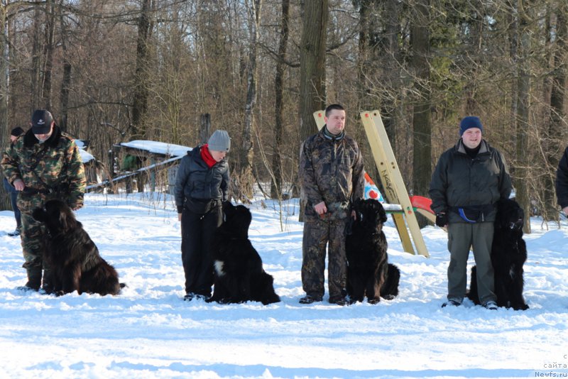 Фото: Andrey Vasil'cov (Андрей Васильцов), ньюфаундленд Laymar Seynari (Лаймар Сейнари), Larisa Kutina (Лариса Кутина), ньюфаундленд Belkonder-Club Ugli-Boogli (Белкондер-Клаб Угли-Бугли), ньюфаундленд Vom Waterfall Land Backham (Вом Ватерфулл Лэнд Бэкхэм), Aleksandr Ponomaryov (Александр Пономарёв), 