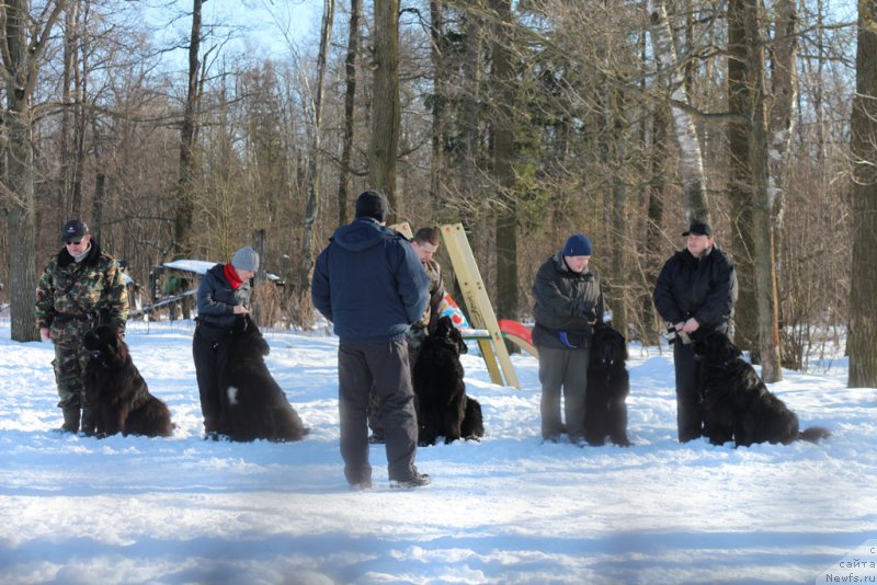 Фото: Andrey Vasil'cov (Андрей Васильцов), ньюфаундленд Laymar Seynari (Лаймар Сейнари), Larisa Kutina (Лариса Кутина), ньюфаундленд Belkonder-Club Ugli-Boogli (Белкондер-Клаб Угли-Бугли), ньюфаундленд Vom Waterfall Land Backham (Вом Ватерфулл Лэнд Бэкхэм), Aleksandr Ponomaryov (Александр Пономарёв), 