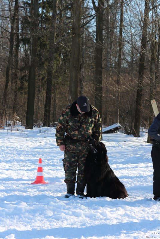 Фото: Andrey Vasil'cov (Андрей Васильцов), ньюфаундленд Laymar Seynari (Лаймар Сейнари)