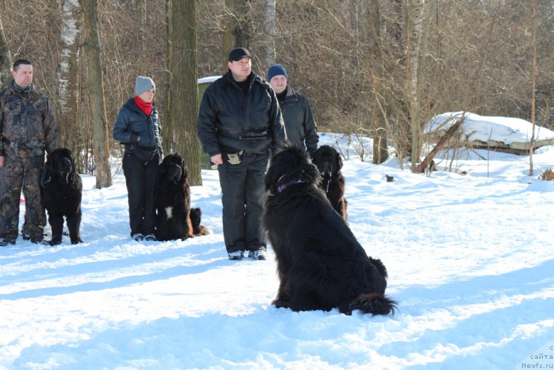 Фото: ньюфаундленд Sent Djons Larel Leolanda (Сент Джонс Ларель Леоланда), Леонид