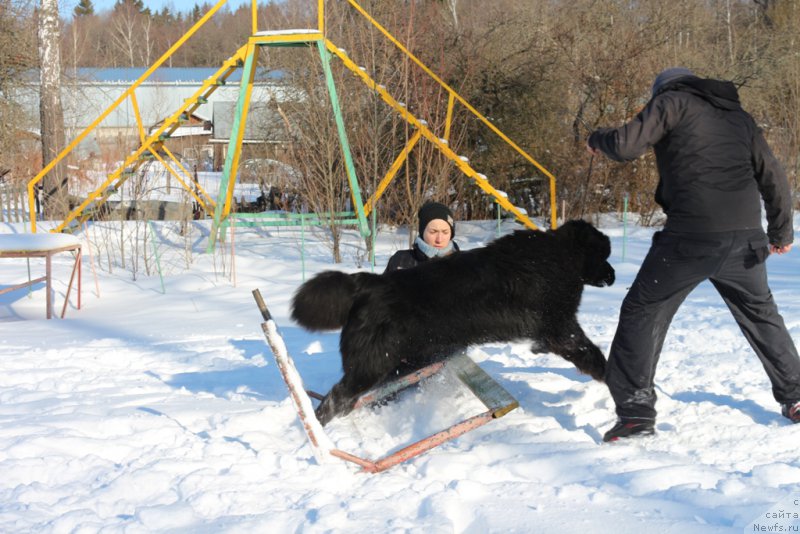 Фото: ньюфаундленд Egor s Berega Dona (Егор с Берега Дона)
