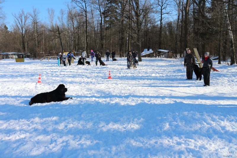 Фото: Larisa Kutina (Лариса Кутина), ньюфаундленд Belkonder-Club Ugli-Boogli (Белкондер-Клаб Угли-Бугли)