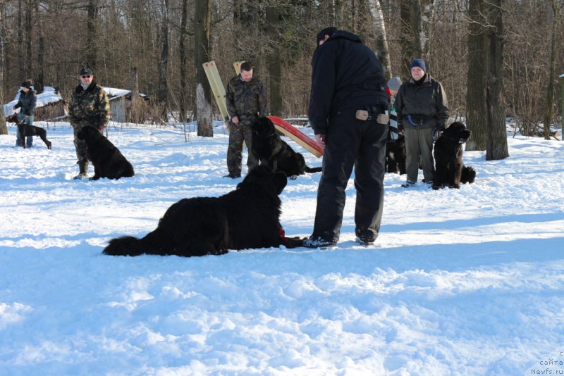 Фото: ньюфаундленд Sent Djons Larel Leolanda (Сент Джонс Ларель Леоланда)