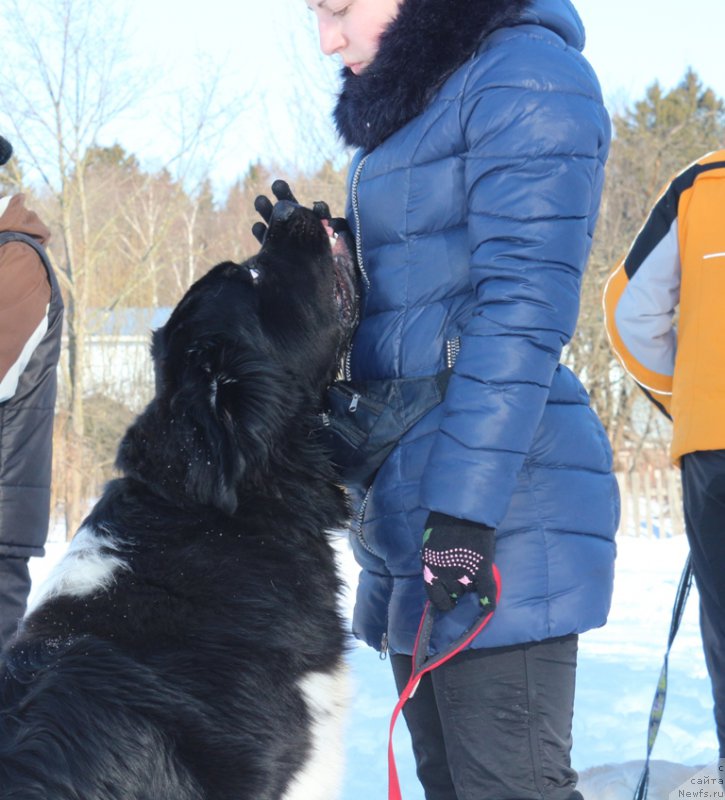 Фото: ньюфаундленд Angels Keeper Nibelung (Энджелс Кипер Нибелунг)