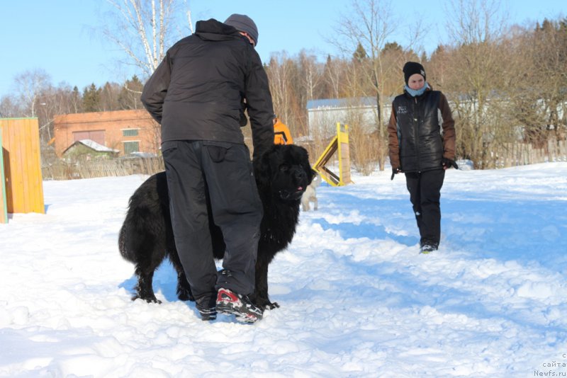 Фото: Aleksandra Fetisova (Александра Фетисова), ньюфаундленд Egor s Berega Dona (Егор с Берега Дона)