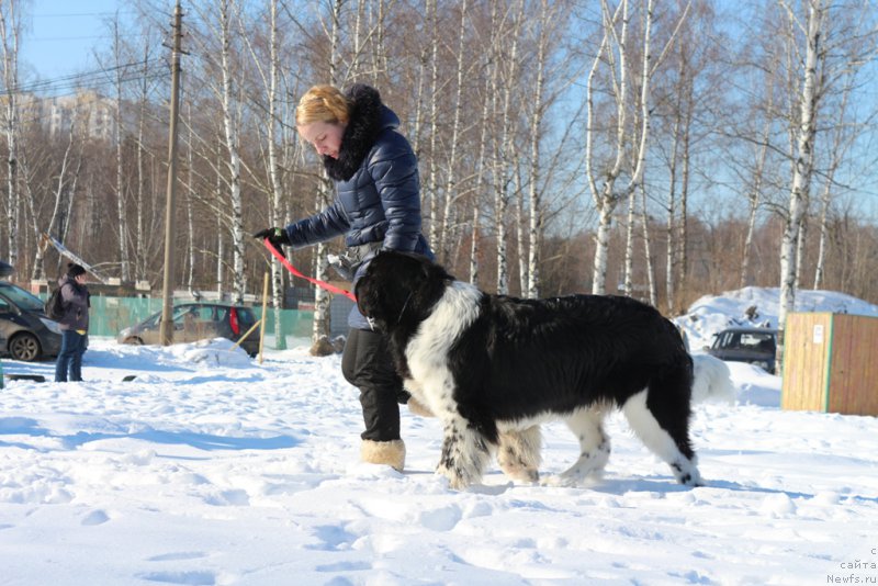 Фото: Ol'ga Martyinova (Ольга Мартынова), ньюфаундленд Angels Keeper Nibelung (Энджелс Кипер Нибелунг)