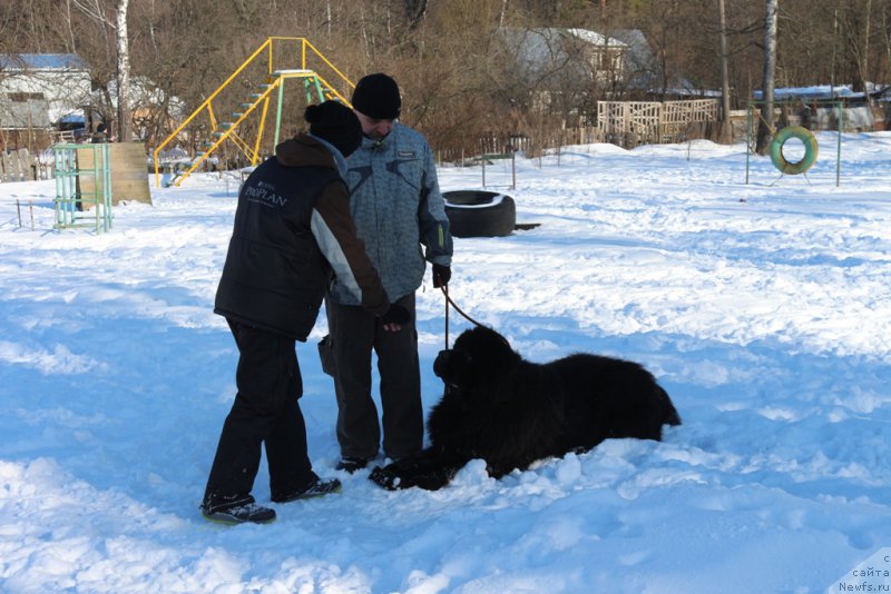 Фото: Aleksandra Fetisova (Александра Фетисова), ньюфаундленд Ermak s Berega Dona (Ермак с Берега Дона)