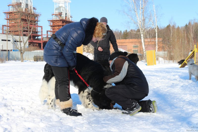 Фото: Ol'ga Martyinova (Ольга Мартынова), ньюфаундленд Angels Keeper Nibelung (Энджелс Кипер Нибелунг), Aleksandra Fetisova (Александра Фетисова)