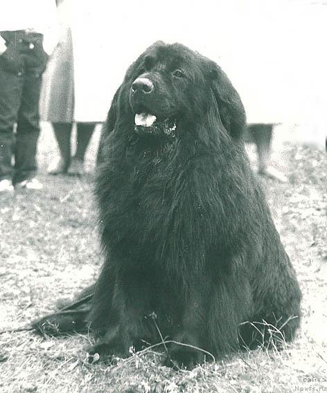 Фото: ньюфаундленд Urro (Урро)