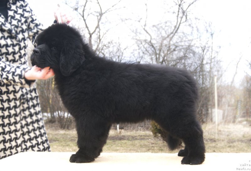 Фотография № 203301