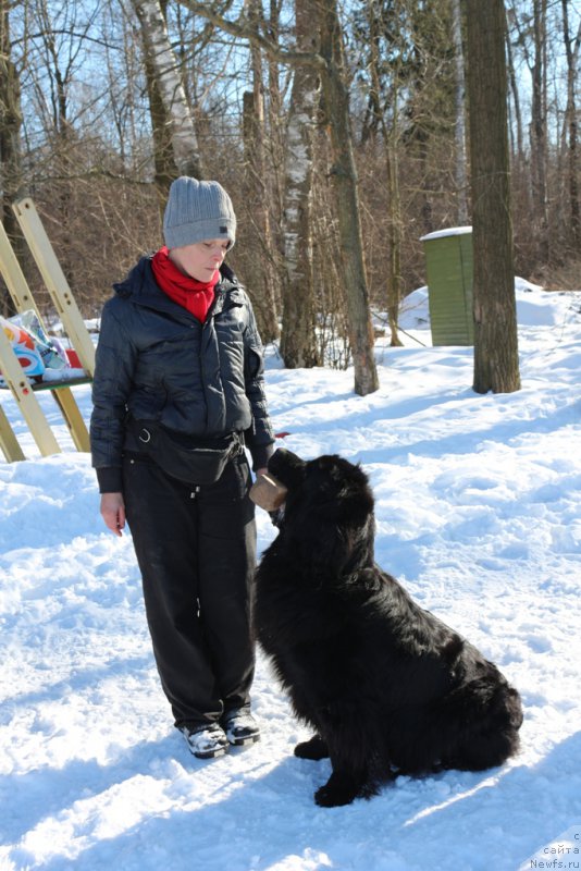 Фото: Larisa Kutina (Лариса Кутина), ньюфаундленд Belkonder-Club Ugli-Boogli (Белкондер-Клаб Угли-Бугли)