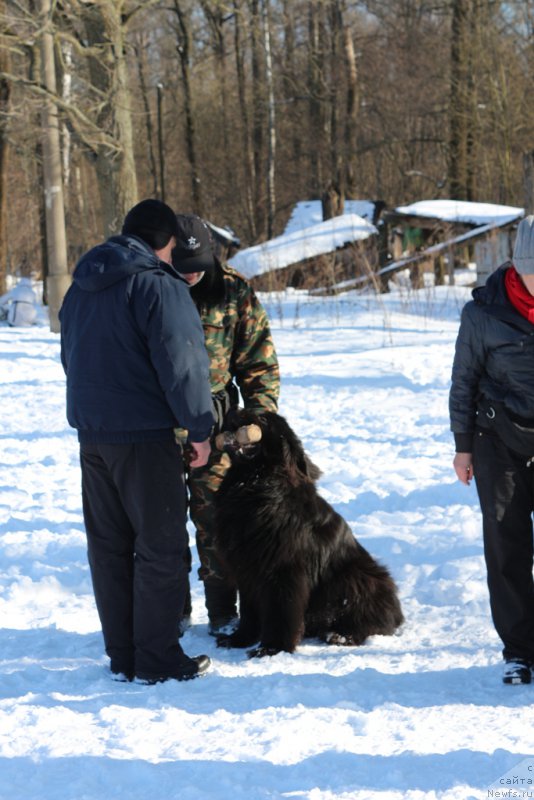 Фото: Andrey Vasil'cov (Андрей Васильцов), ньюфаундленд Laymar Seynari (Лаймар Сейнари)