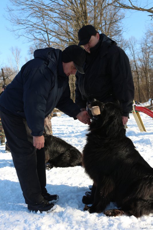 Фото: Aleksandr Burmistrov (Александр Бурмистров), ньюфаундленд Sent Djons Larel Leolanda (Сент Джонс Ларель Леоланда)