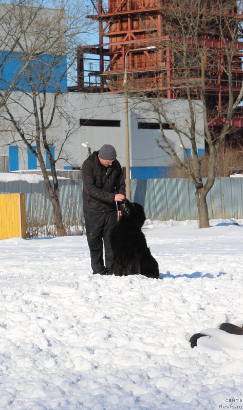 Фото: ньюфаундленд Egor s Berega Dona (Егор с Берега Дона)