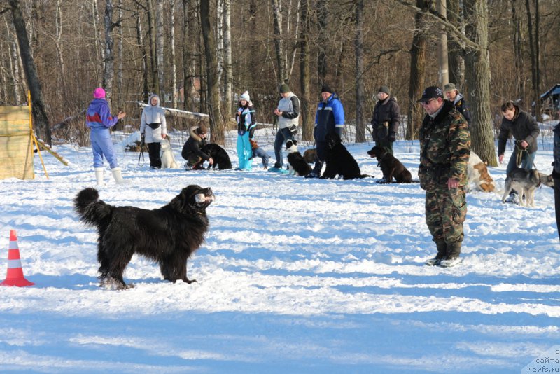 Фото: Andrey Vasil'cov (Андрей Васильцов), ньюфаундленд Laymar Seynari (Лаймар Сейнари)