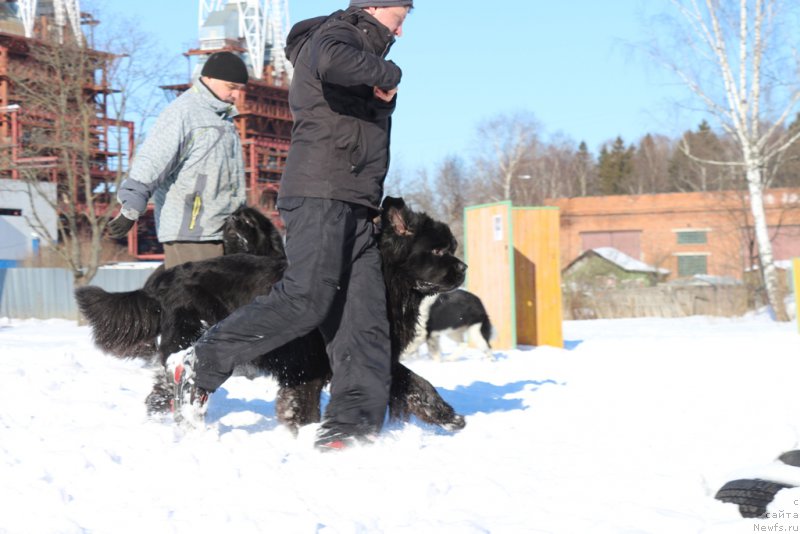 Фото: ньюфаундленд Egor s Berega Dona (Егор с Берега Дона)
