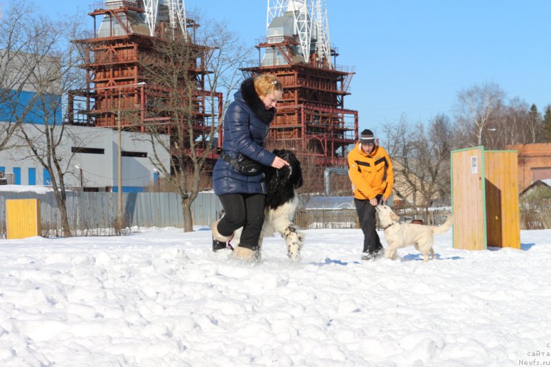 Фото: Ol'ga Martyinova (Ольга Мартынова), ньюфаундленд Angels Keeper Nibelung (Энджелс Кипер Нибелунг)