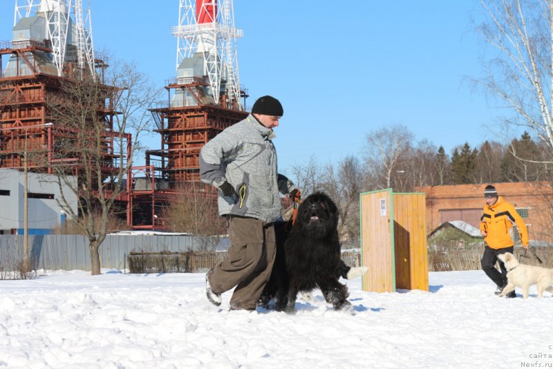Фото: ньюфаундленд Ermak s Berega Dona (Ермак с Берега Дона)