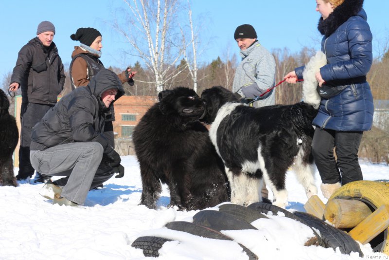 Фото: ньюфаундленд Ermak s Berega Dona (Ермак с Берега Дона), ньюфаундленд Angels Keeper Nibelung (Энджелс Кипер Нибелунг)