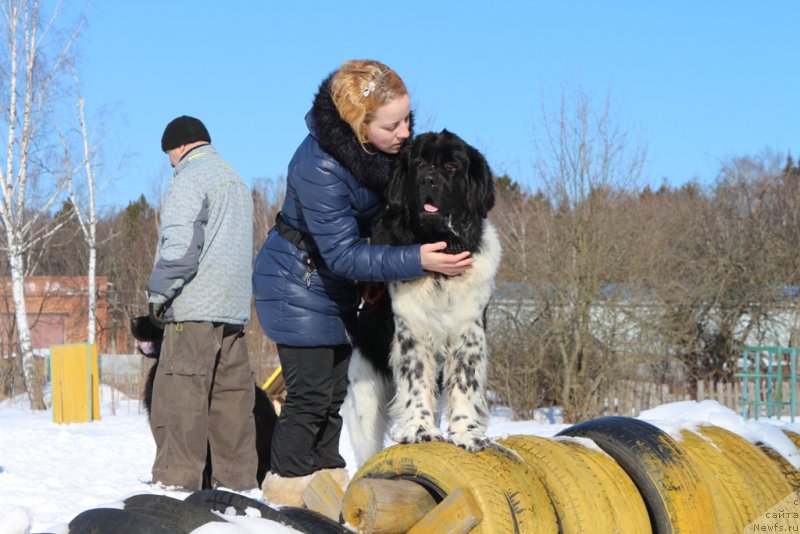 Фото: Ol'ga Martyinova (Ольга Мартынова), ньюфаундленд Angels Keeper Nibelung (Энджелс Кипер Нибелунг)