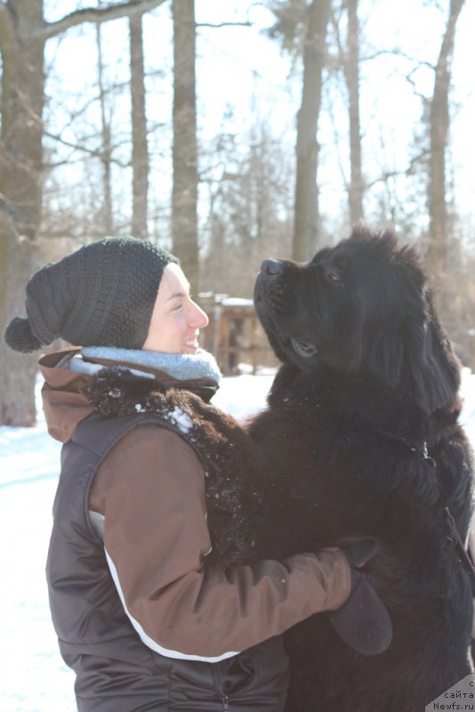 Фото: Aleksandra Fetisova (Александра Фетисова), ньюфаундленд Beguschaya po Volnam Foget Mi Not (Бегущая по Волнам Фогет Ми Нот)