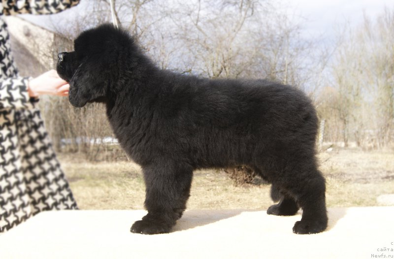 Фотография № 203319