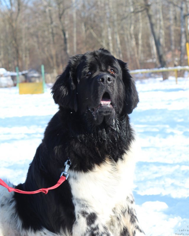 Фото: ньюфаундленд Angels Keeper Nibelung (Энджелс Кипер Нибелунг)