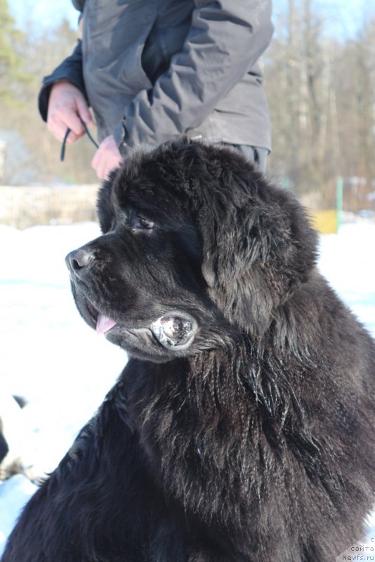 Фото: ньюфаундленд Egor s Berega Dona (Егор с Берега Дона)