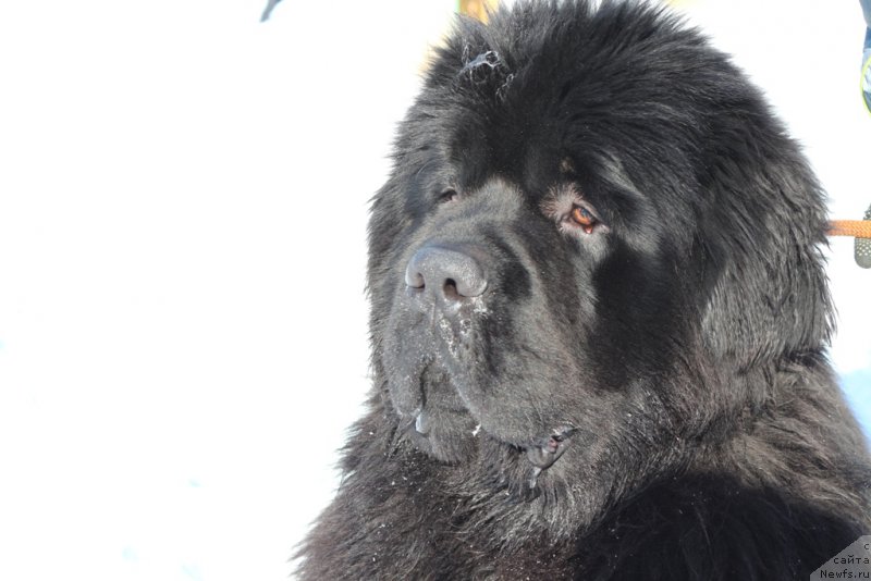 Фото: ньюфаундленд Ermak s Berega Dona (Ермак с Берега Дона)