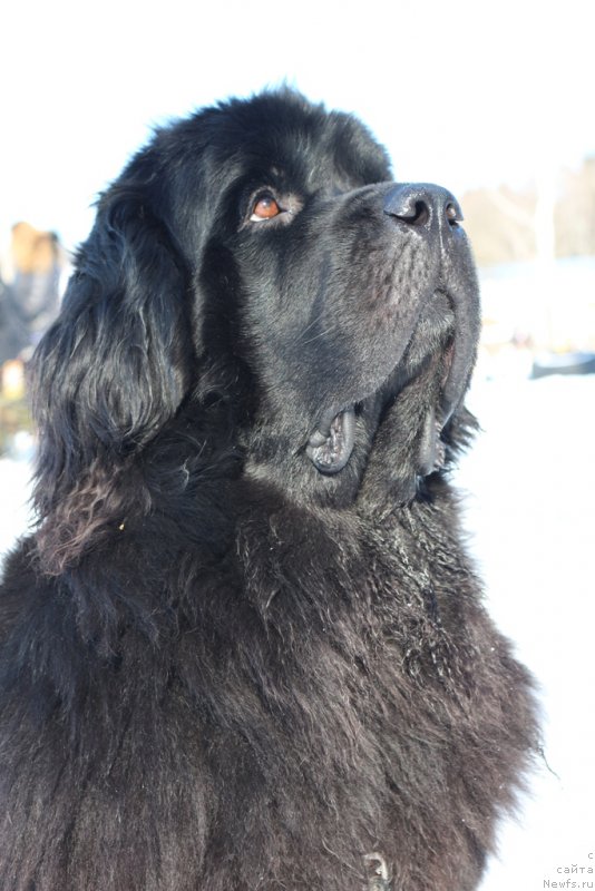 Фото: ньюфаундленд Belkonder-Club Ugli-Boogli (Белкондер-Клаб Угли-Бугли)