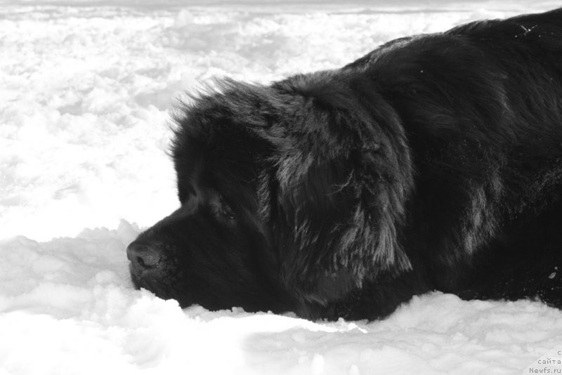 Фото: ньюфаундленд Beguschaya po Volnam Foget Mi Not (Бегущая по Волнам Фогет Ми Нот)