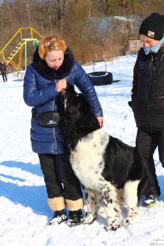 Фото: Ol'ga Martyinova (Ольга Мартынова), ньюфаундленд Angels Keeper Nibelung (Энджелс Кипер Нибелунг), Aleksandra Fetisova (Александра Фетисова)