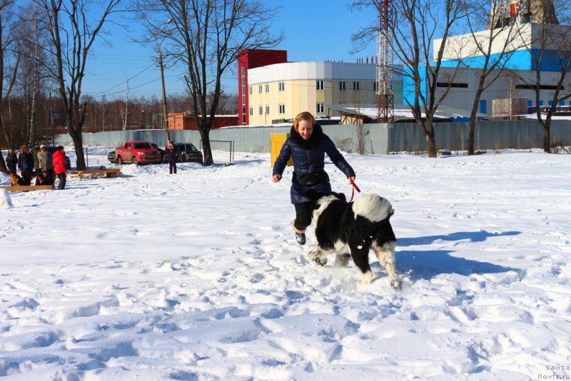 Фото: Ol'ga Martyinova (Ольга Мартынова), ньюфаундленд Angels Keeper Nibelung (Энджелс Кипер Нибелунг)