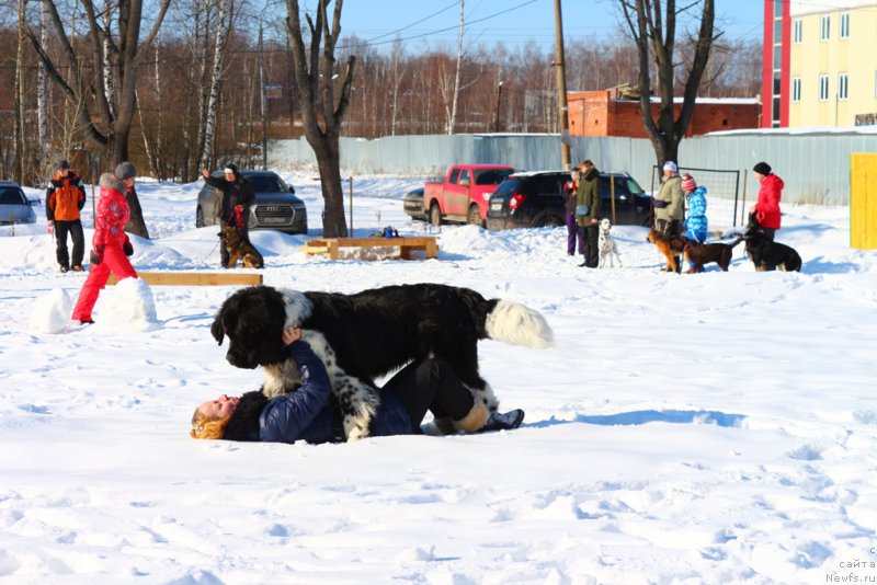 Фото: Ol'ga Martyinova (Ольга Мартынова), ньюфаундленд Angels Keeper Nibelung (Энджелс Кипер Нибелунг)