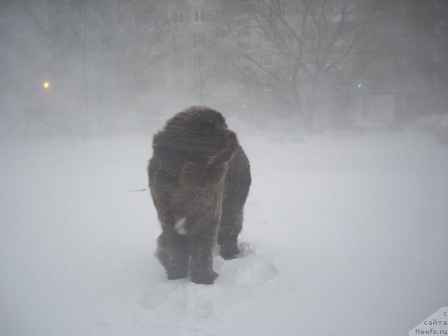 Фото: ньюфаундленд Do Sing With Deejay de L'Etoile de Cyrice