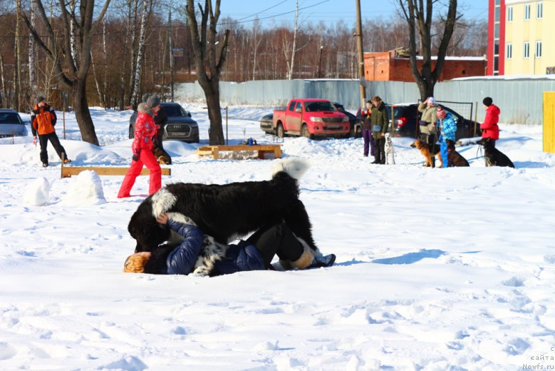 Фото: Ol'ga Martyinova (Ольга Мартынова), ньюфаундленд Angels Keeper Nibelung (Энджелс Кипер Нибелунг)