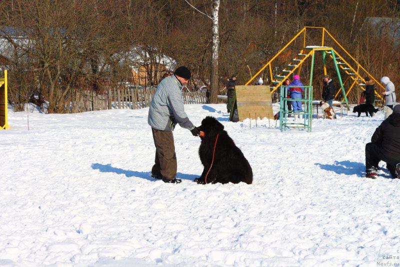 Фото: ньюфаундленд Ermak s Berega Dona (Ермак с Берега Дона)